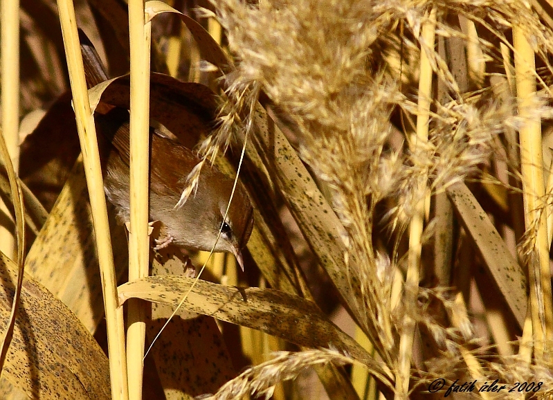 Cetti`s Warbler
