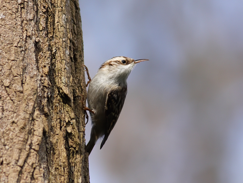Eurasian Treecreeper