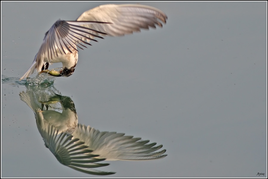 Whiskered Tern