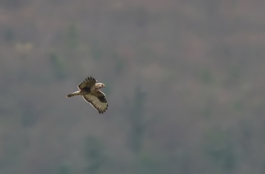 Rough-legged Buzzard