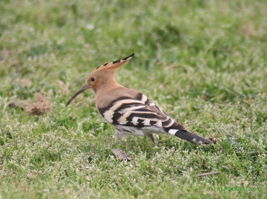 Common Hoopoe