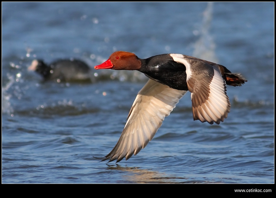 Red-crested Pochard