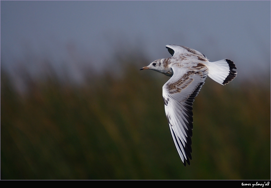 Black-headed Gull