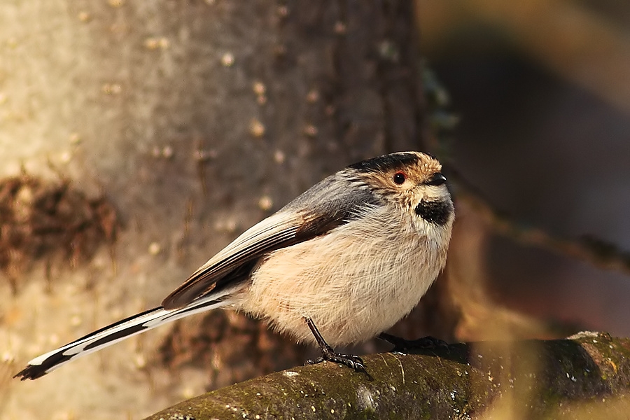 Long-tailed Tit