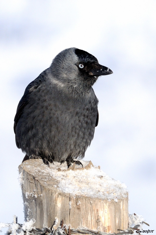 Western Jackdaw