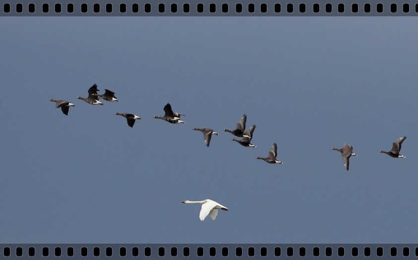 Greater White-fronted Goose