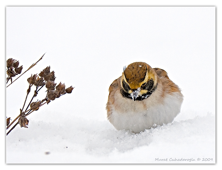 Horned Lark
