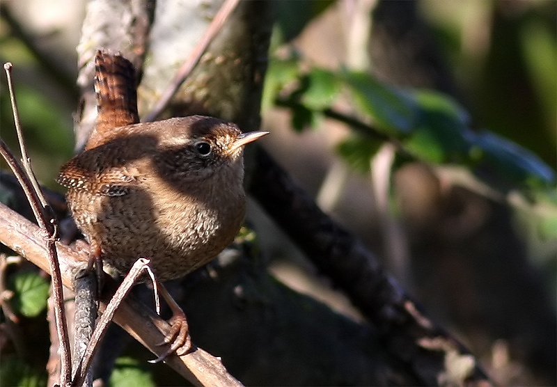 Eurasian Wren