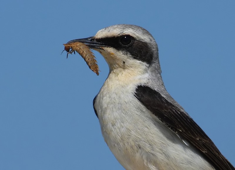 Northern Wheatear