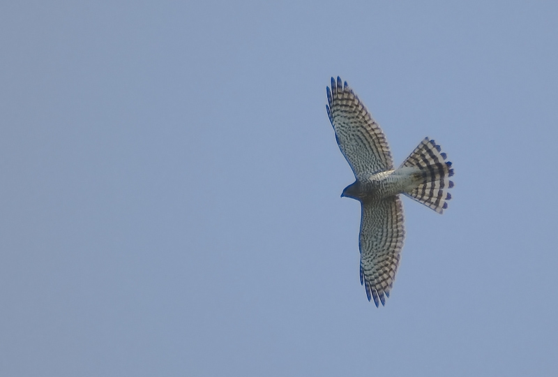 Eurasian Sparrowhawk