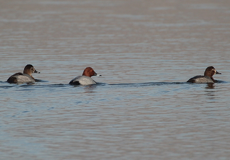 Common Pochard