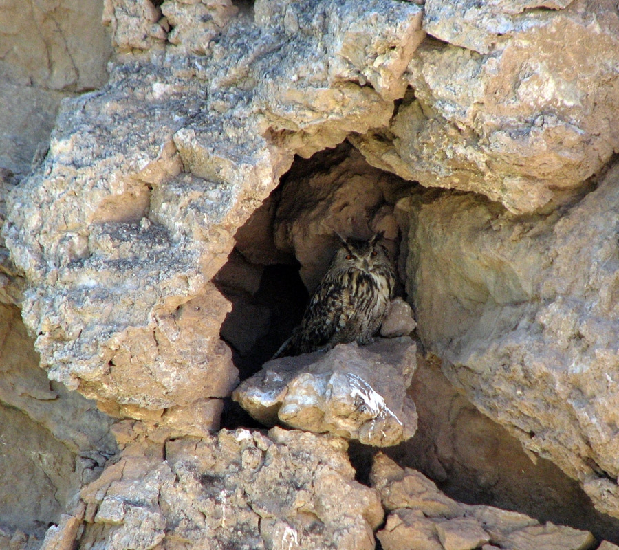 Eurasian Eagle-Owl