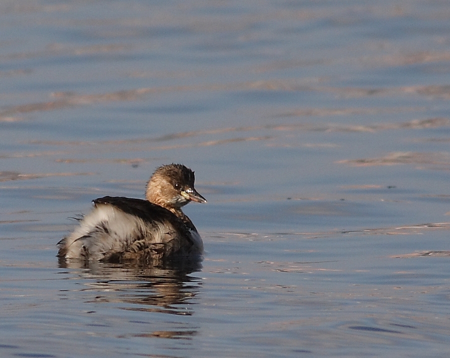 Little Grebe
