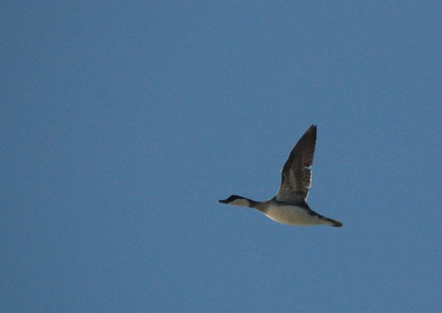 Smew