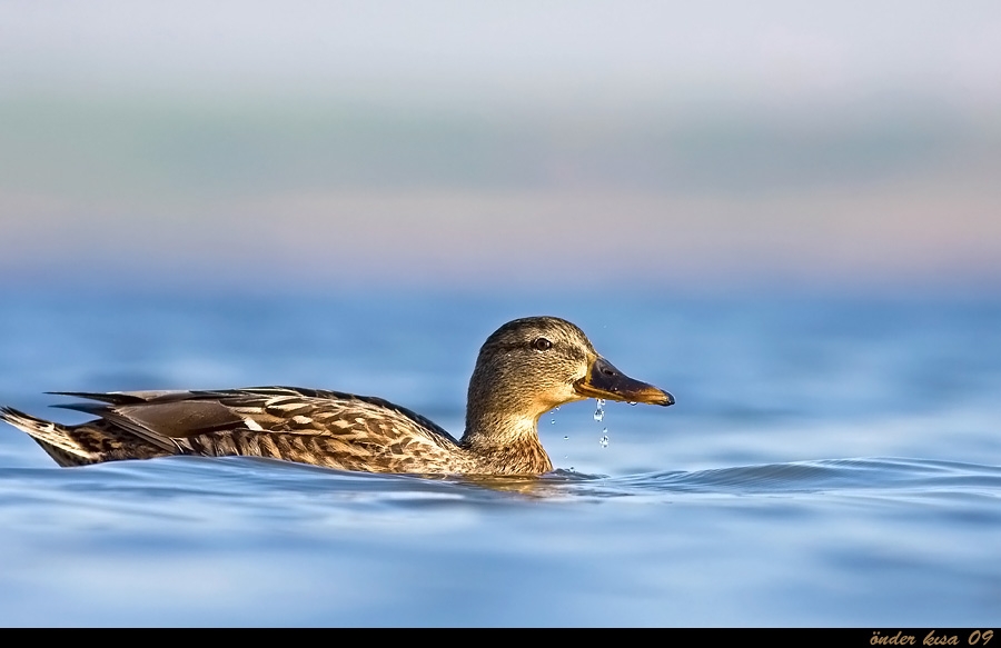 Mallard