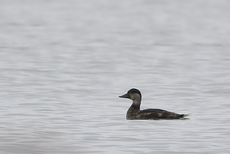 Common Scoter