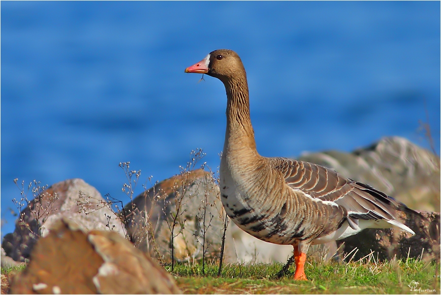 Greater White-fronted Goose