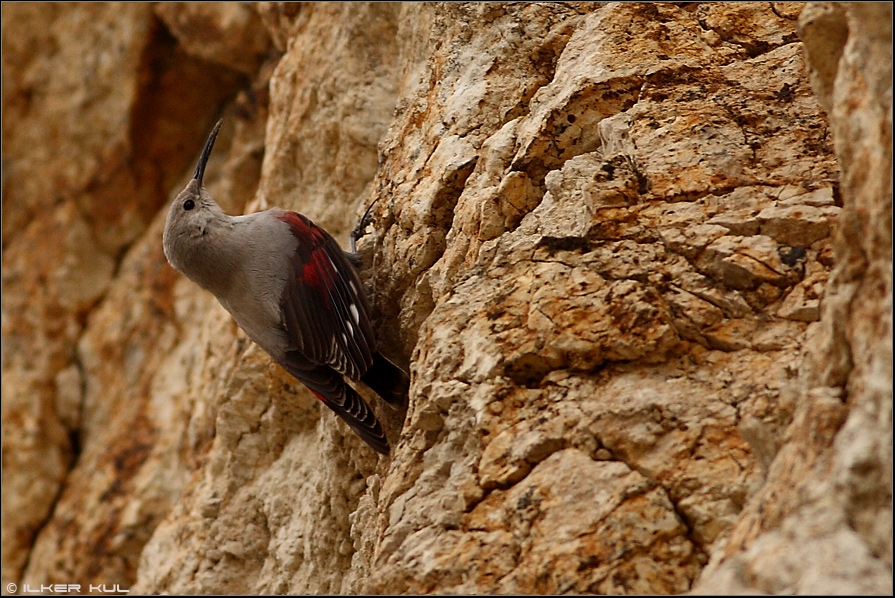 Wallcreeper