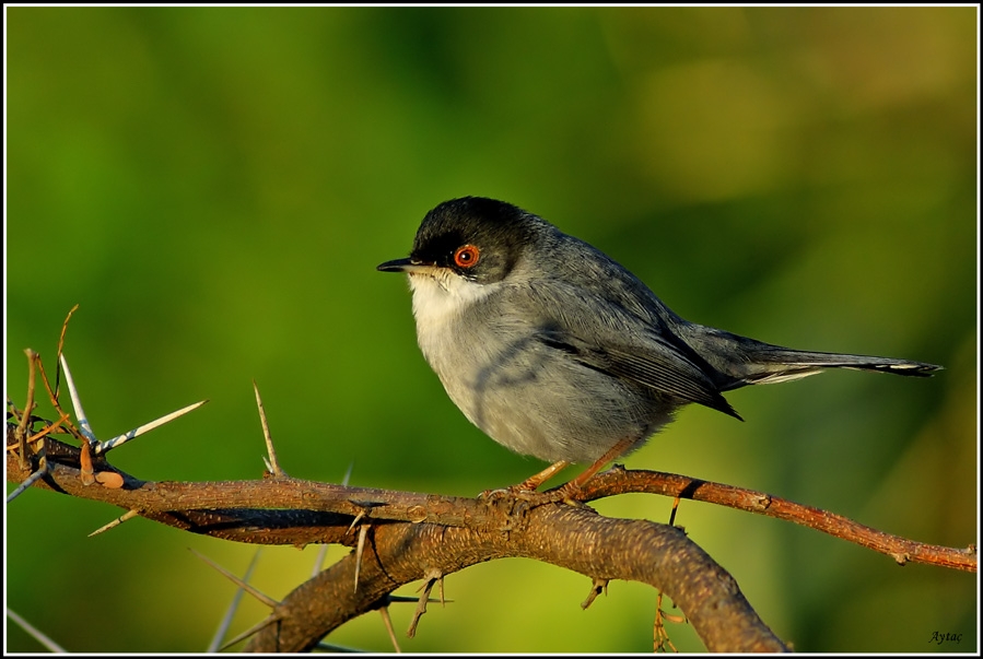 Sardinian Warbler