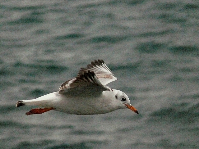Black-headed Gull