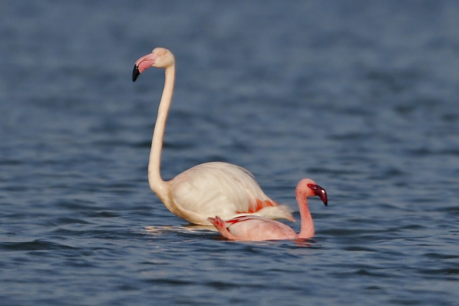 Lesser Flamingo