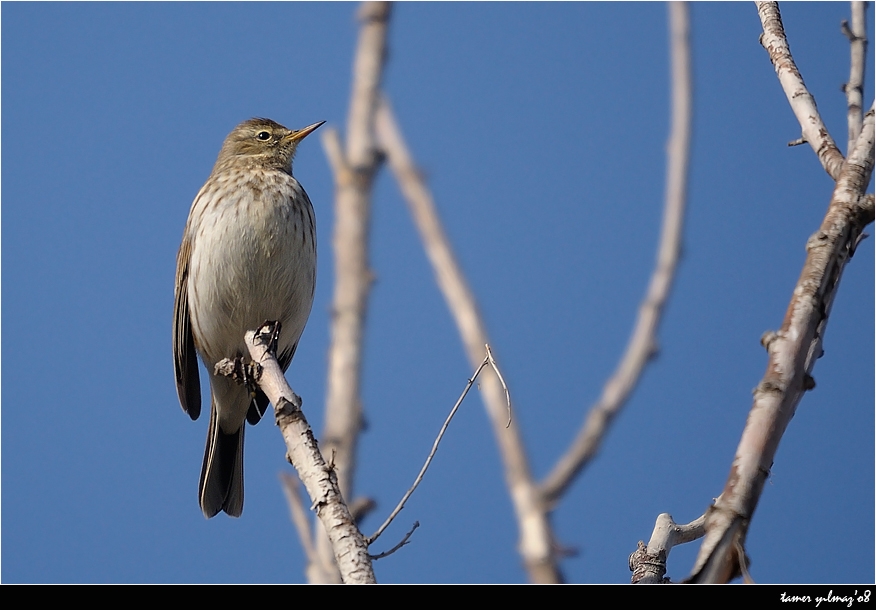 Water Pipit