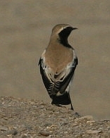 Desert Wheatear