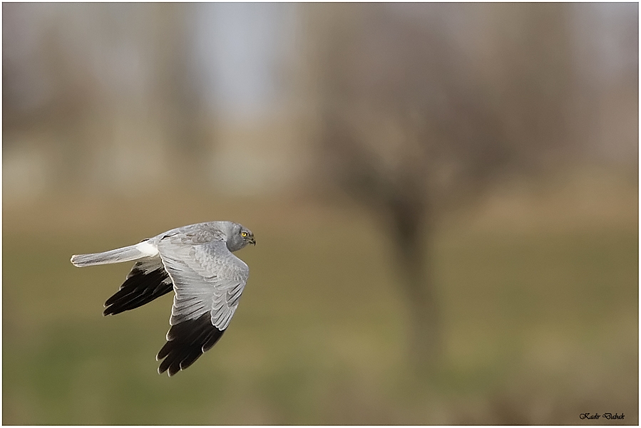 Hen Harrier