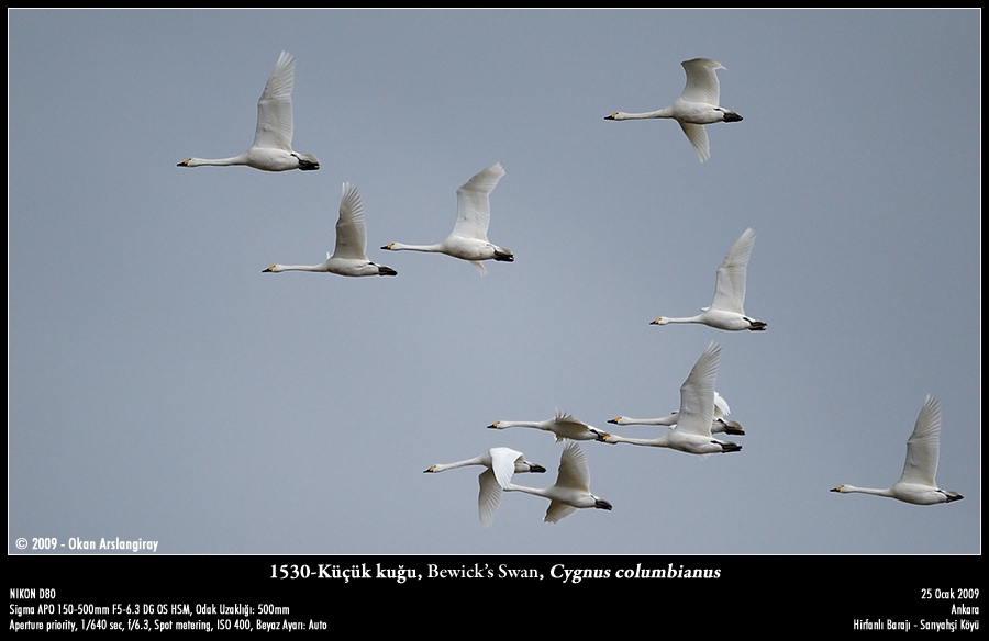 Tundra Swan
