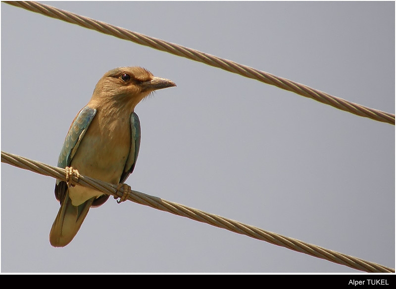 European Roller