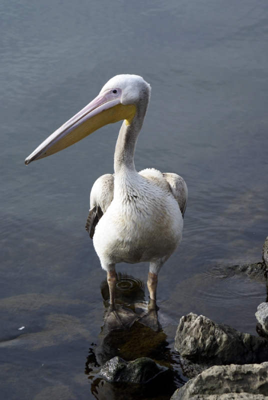 Great White Pelican
