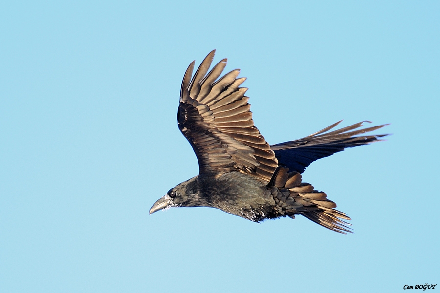 Northern Raven