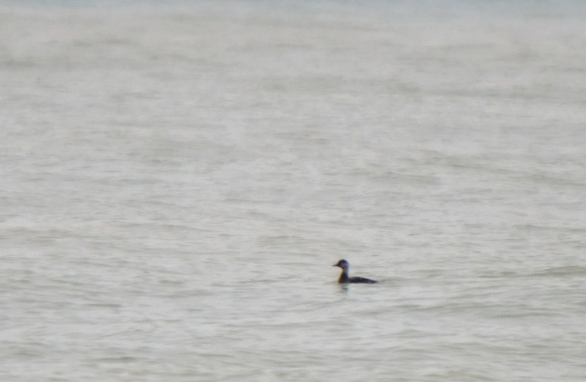 Common Scoter