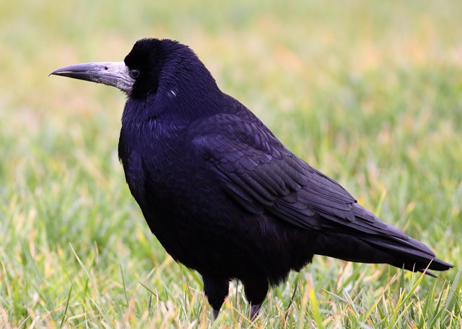 Rook