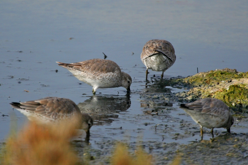 Red Knot