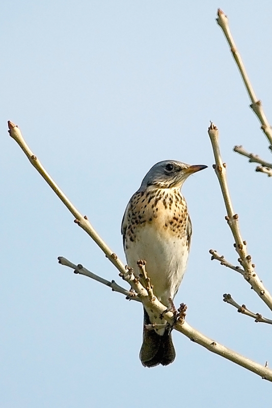 Fieldfare