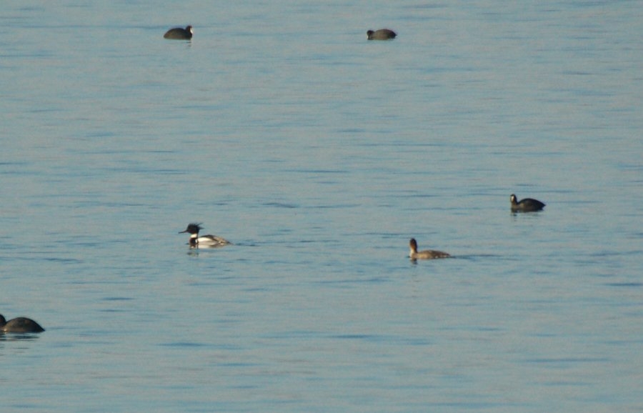 Red-breasted Merganser
