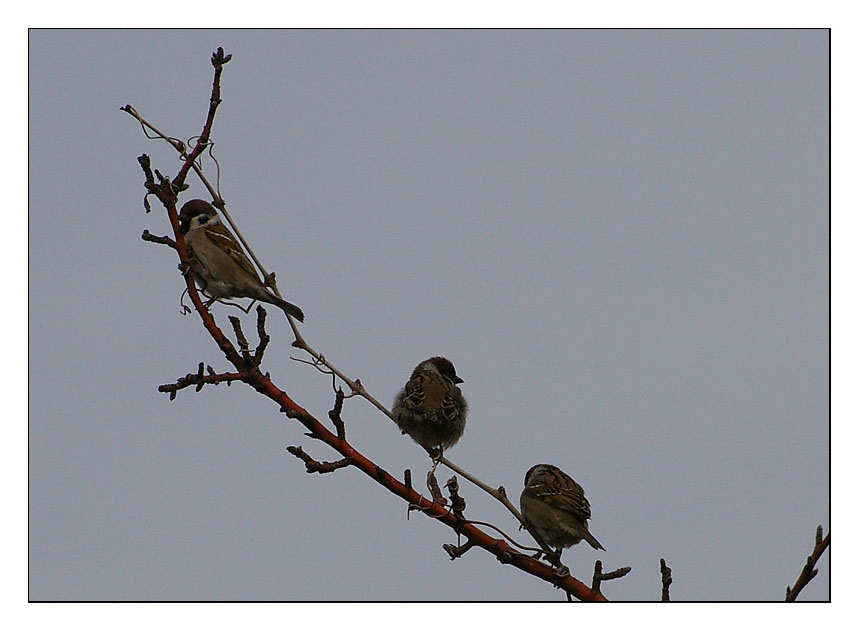 Eurasian Tree Sparrow