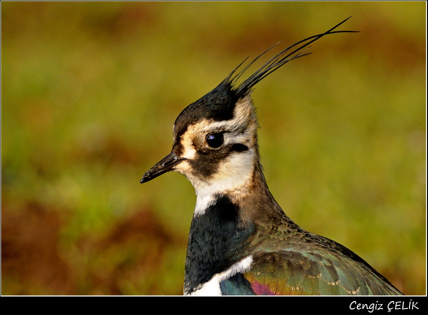 Northern Lapwing