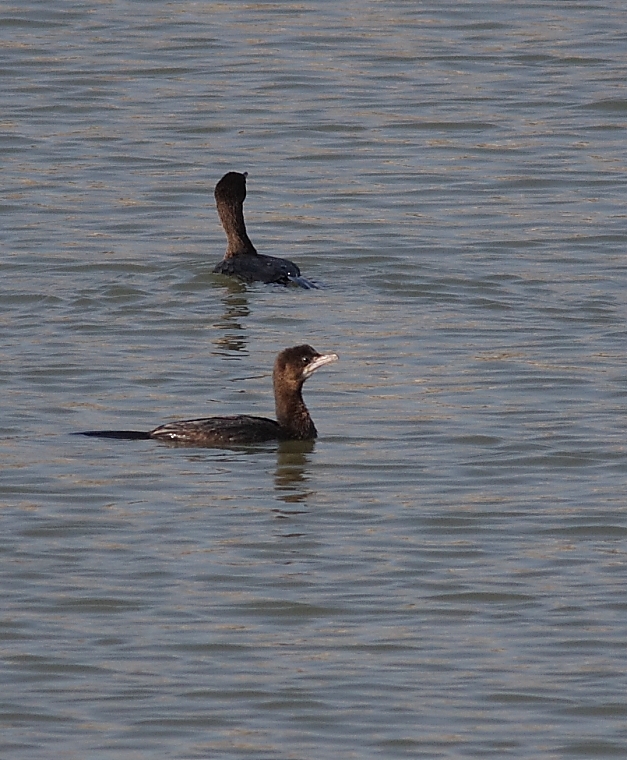 Pygmy Cormorant
