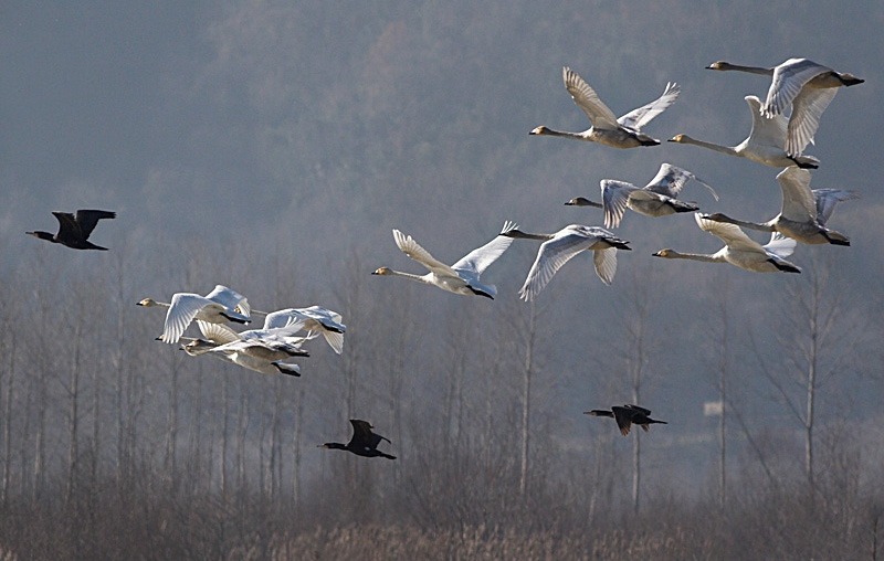 Whooper Swan