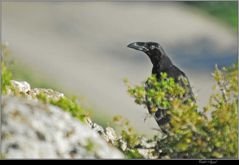 Northern Raven