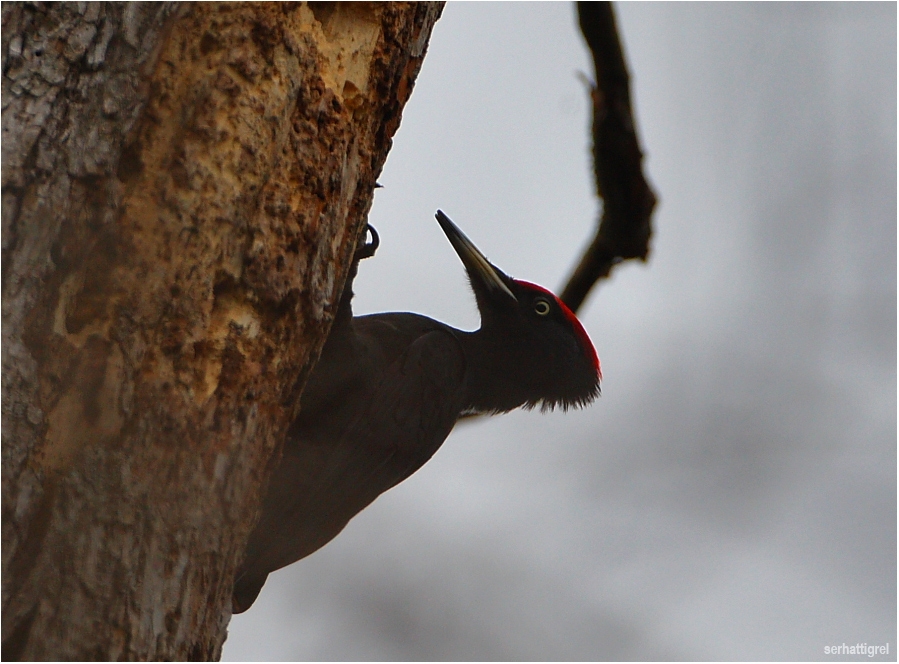Black Woodpecker