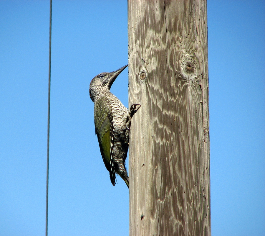 European Green Woodpecker