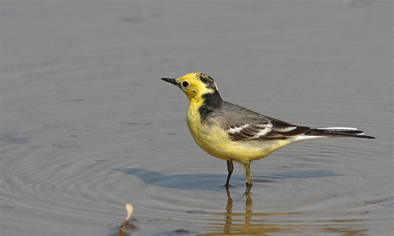 Citrine Wagtail