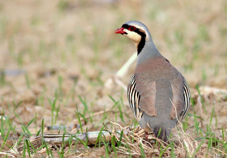 Chukar Partridge