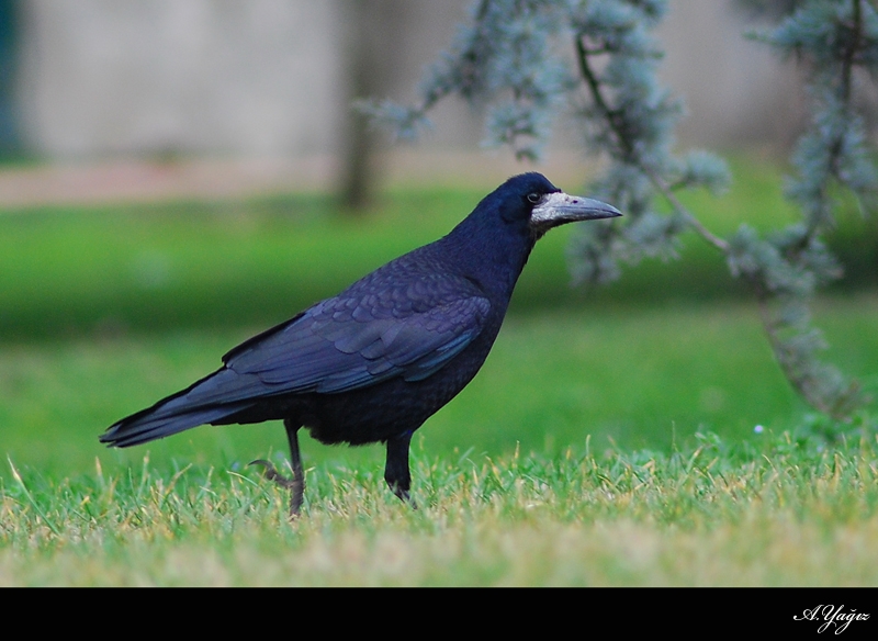 Rook