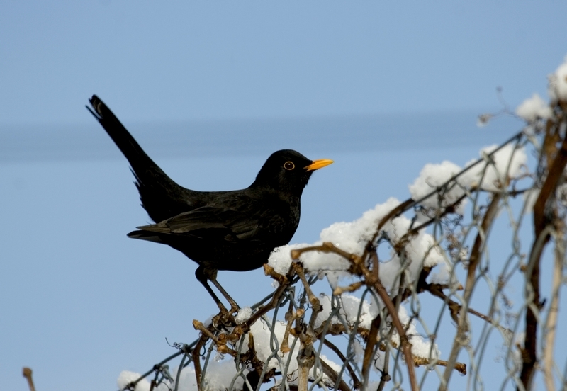 Common Blackbird