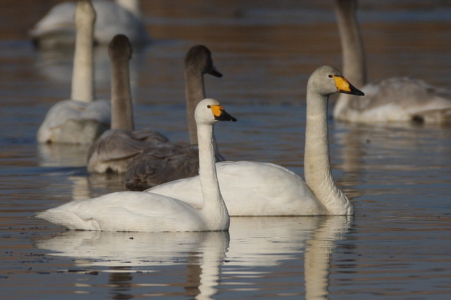 Tundra Swan
