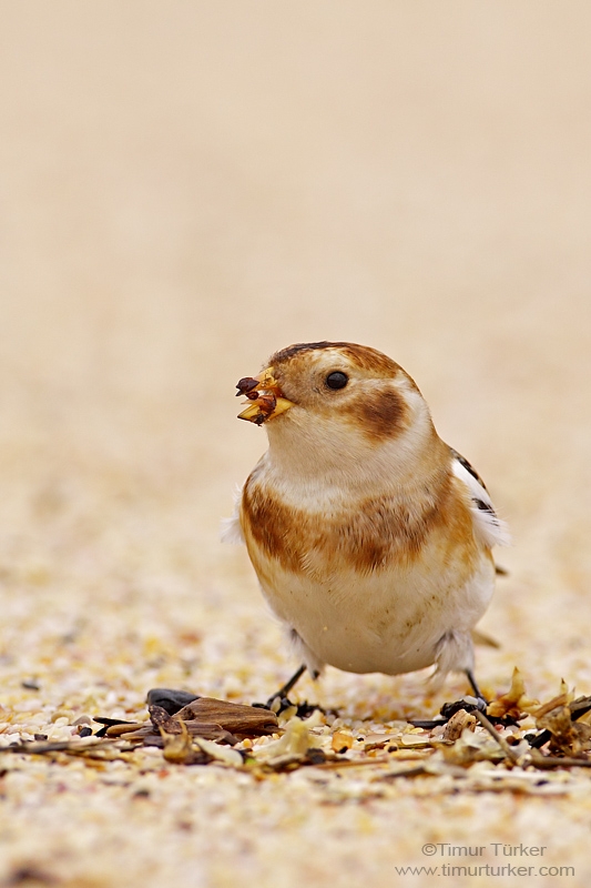 Snow Bunting
